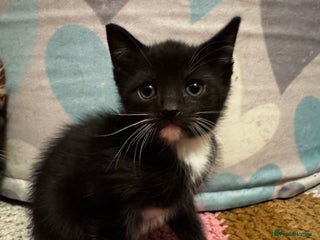 Mixed Breed cats Kittens 🐈🐈⬛ - Advert 8