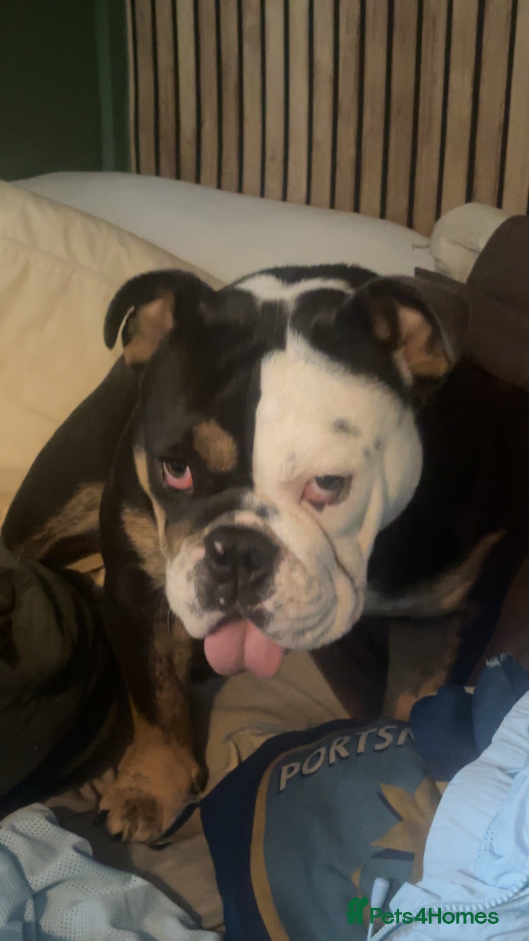 English Bulldog dogs for sale: rehoming our 1 year old bulldog - Advert 6