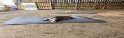 Lurcher dogs for sale: 2yo Blue Merle Lurcher, lovely kind and sweet  in Beaworthy - Advert 7