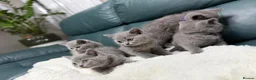 British Shorthair cats for sale: 💐British Shorthair Kittens (Blue)💐 - Advert 28