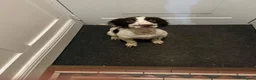 English Springer Spaniel dogs for sale: KC Registered Springer Spaniels - Advert 2