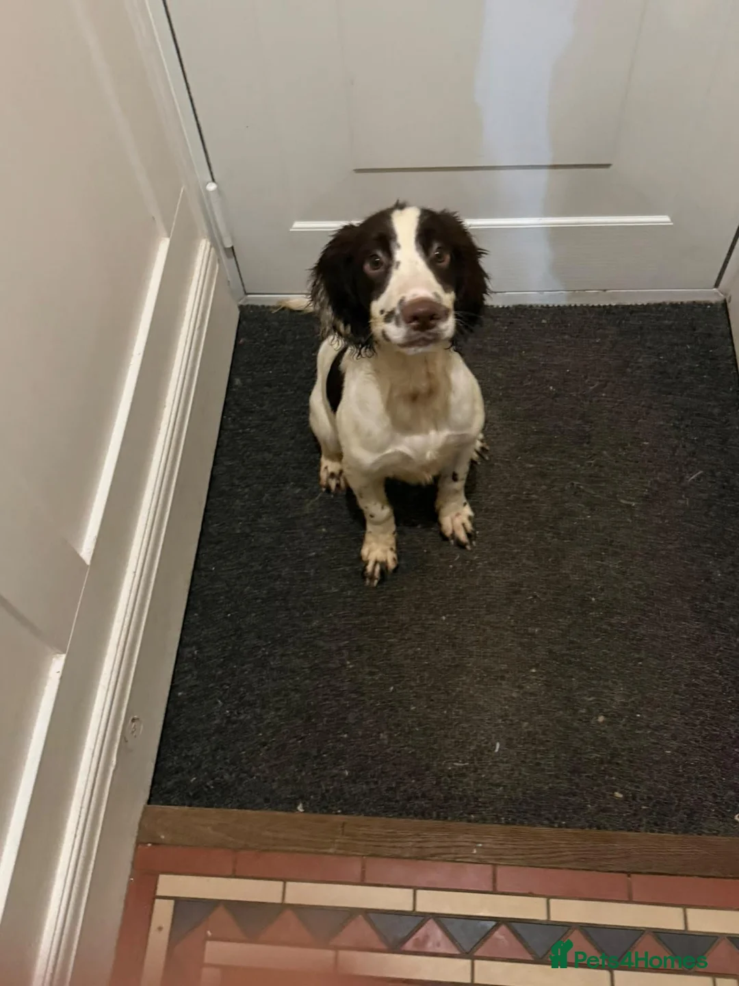 English Springer Spaniel dogs for sale: KC Registered Springer Spaniels - Advert 2