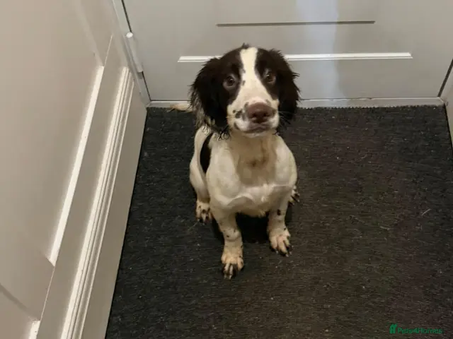 English Springer Spaniel dogs for sale: KC Registered Springer Spaniels - Advert 2