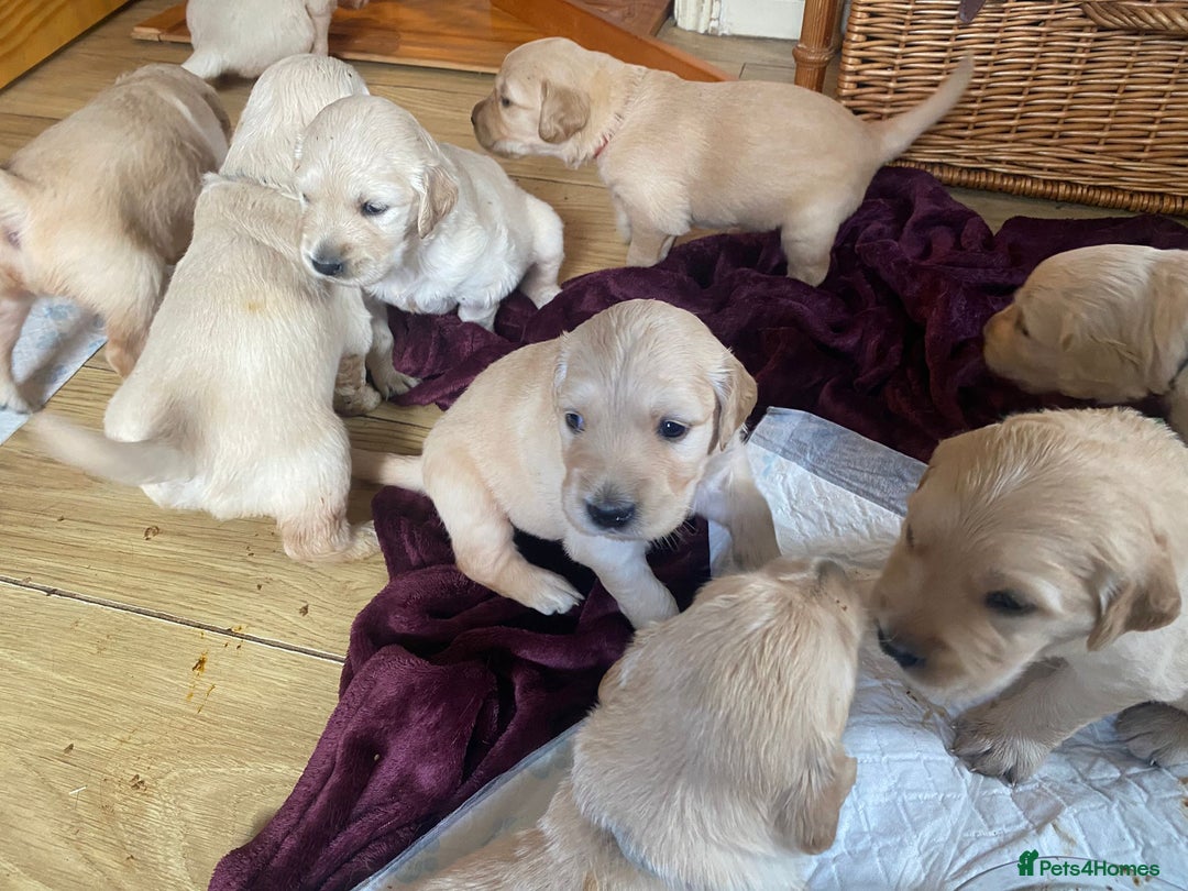 Golden Retriever dogs for sale: Golden Retriever pups - Image 11