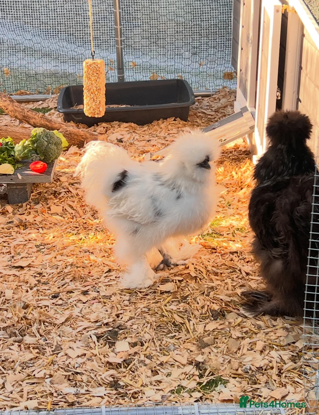 Chickens poultry for sale: Silkie Cockerel - Advert 2