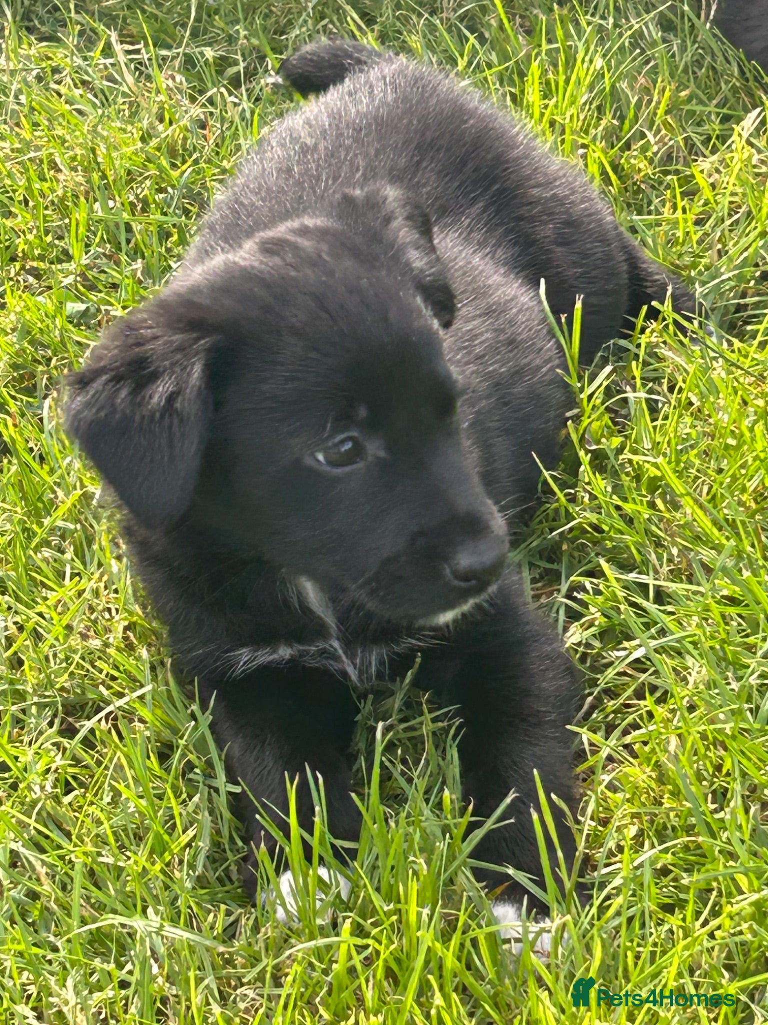 Borador dogs 8 Labrador pups ready for new home. - Advert 2