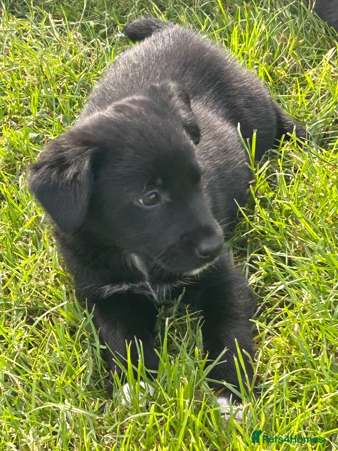 Borador dogs for sale: 8 Labrador pups ready for new home. - Advert 2