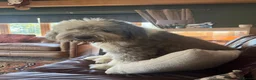 Old English Sheepdog dogs for stud: Old English sheepdog stud dog  - Advert 2
