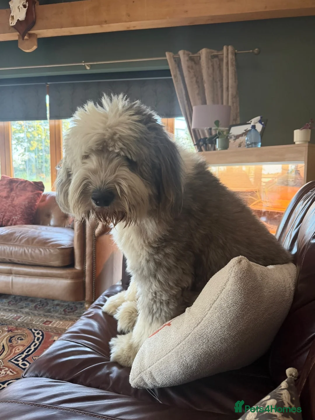 Old English Sheepdog dogs for stud: Old English sheepdog stud dog  - Advert 2