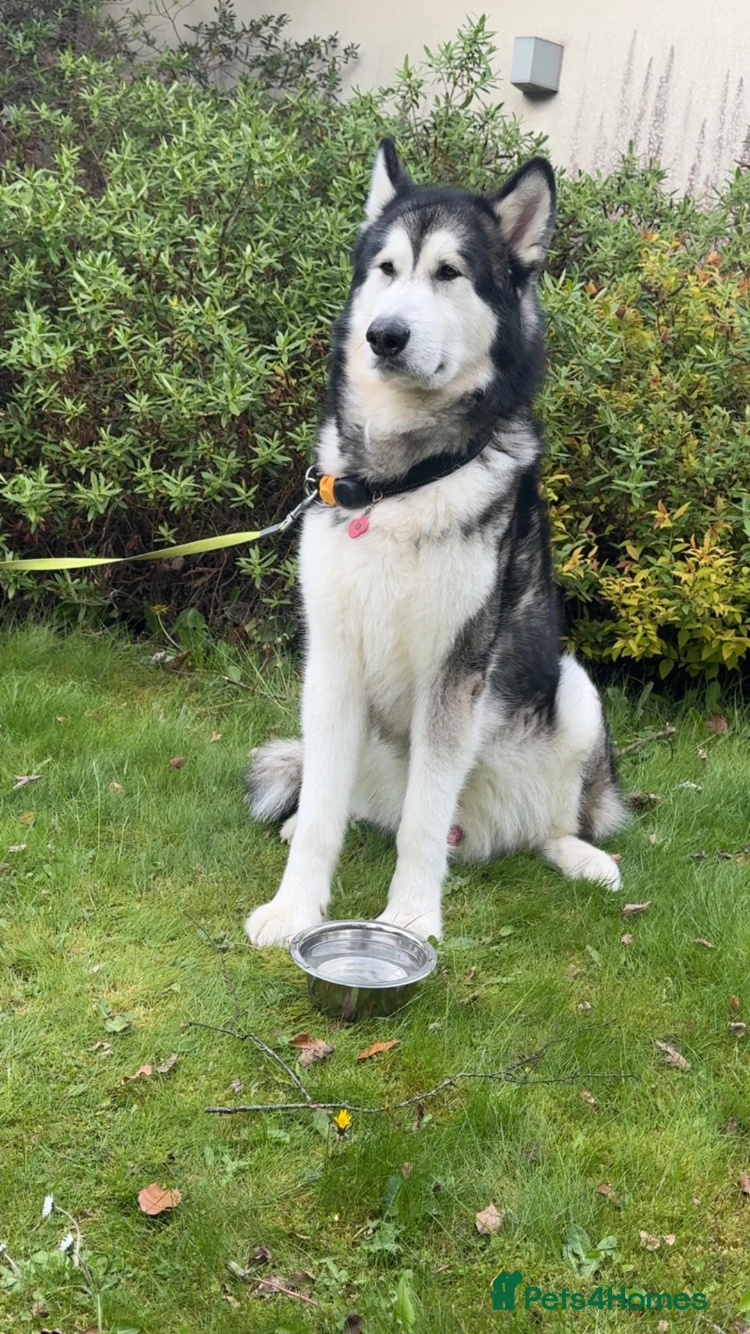 Alaskan Malamute dogs for sale: Lovable Alaskan malamute needing a new home - Advert 2