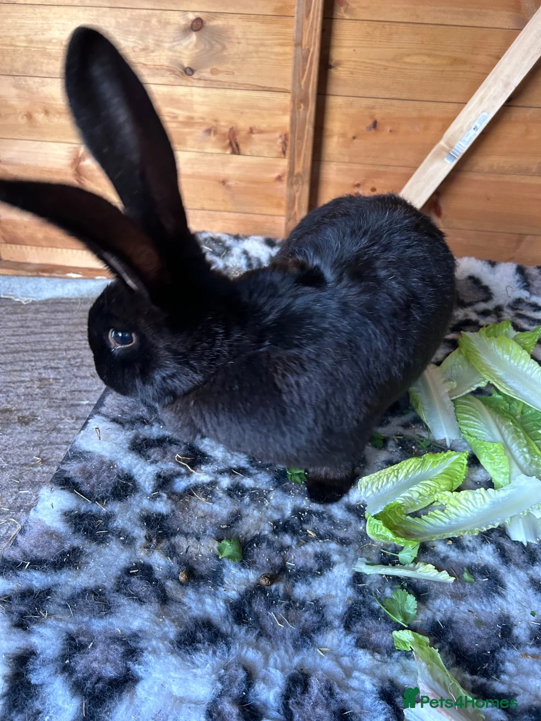 Flemish rabbits for sale: Giant Flemish sisters  in Ferndown - Advert 2
