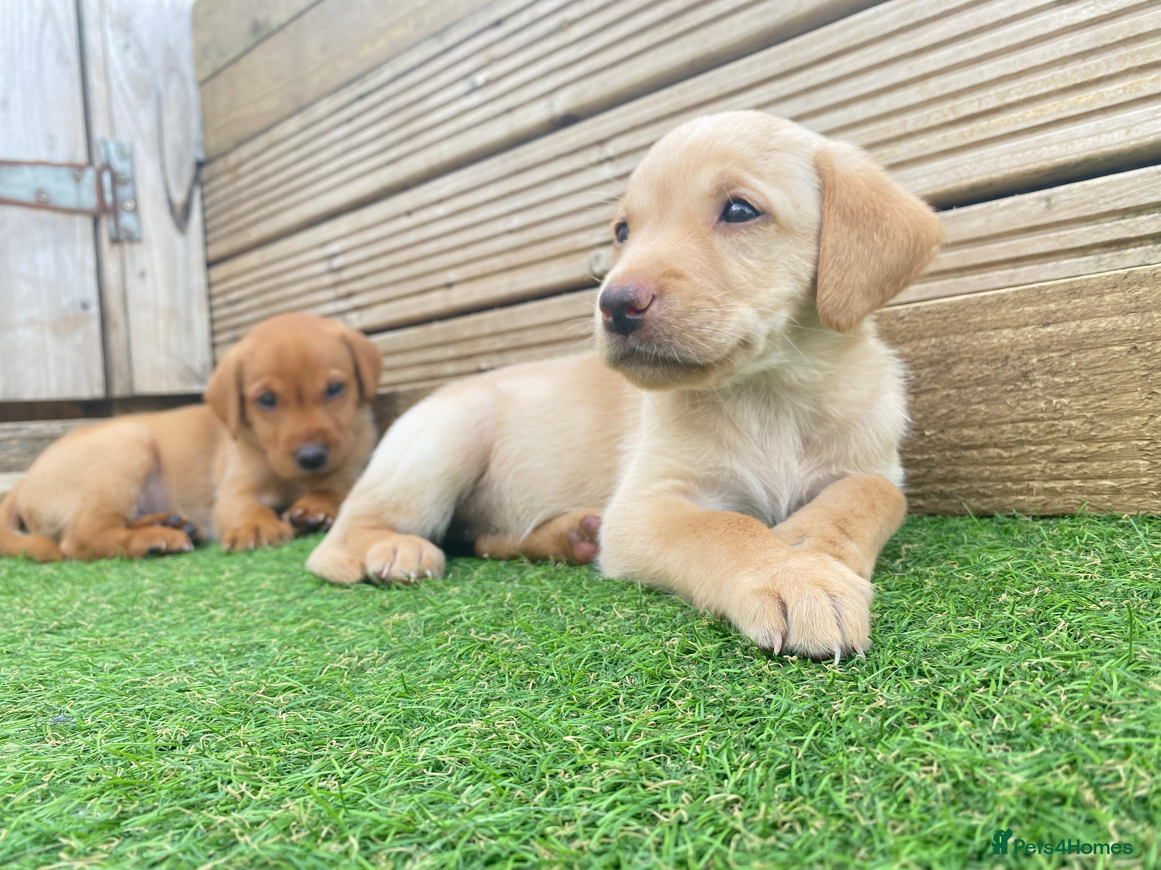 Labrador Retriever dogs Full Pedigree KC Labrador Retreiver Pups  - Advert 2