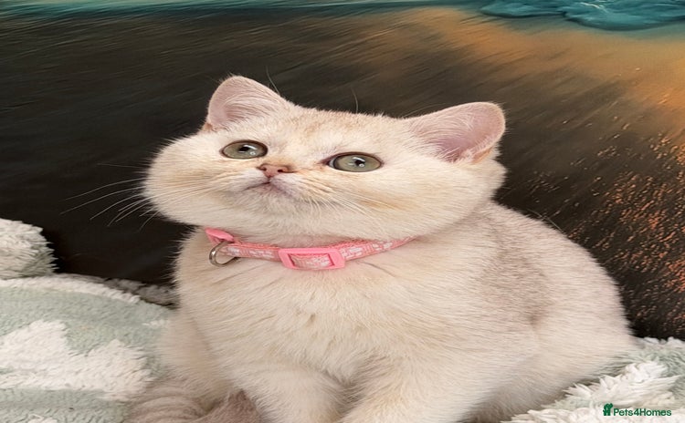 British Shorthair cats - Advert 8