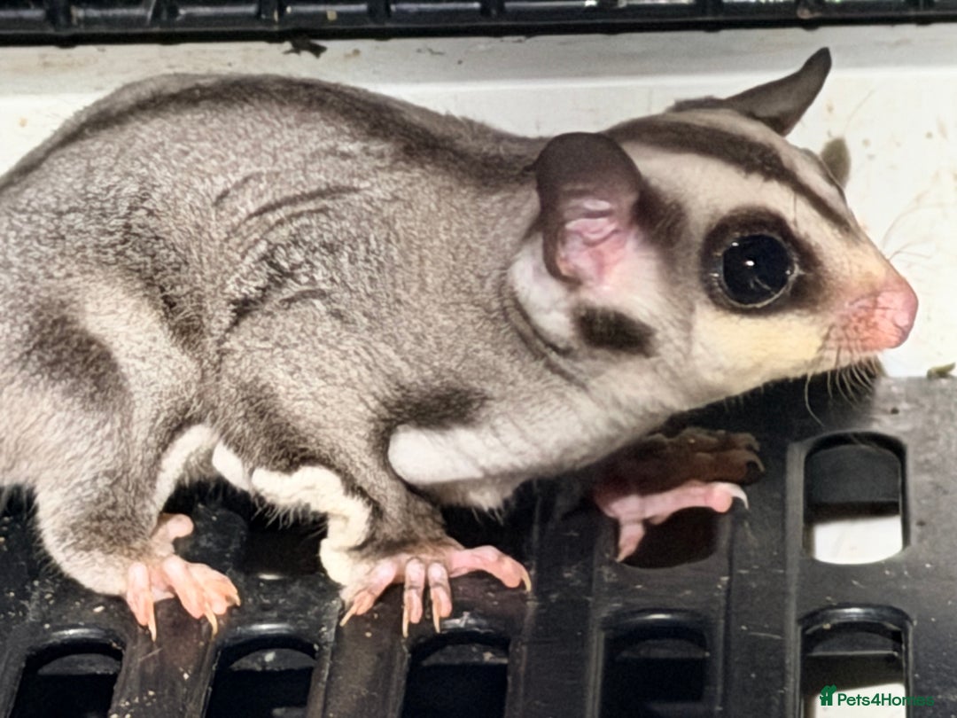 Sugar Glider rodents for sale: Baby gliders ready now  - Advert 4