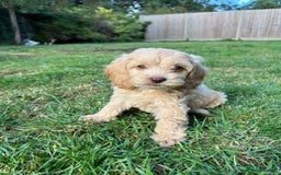 Cockapoo dogs for sale: Rare coloured show type blue eyed cockapoos - Image 1