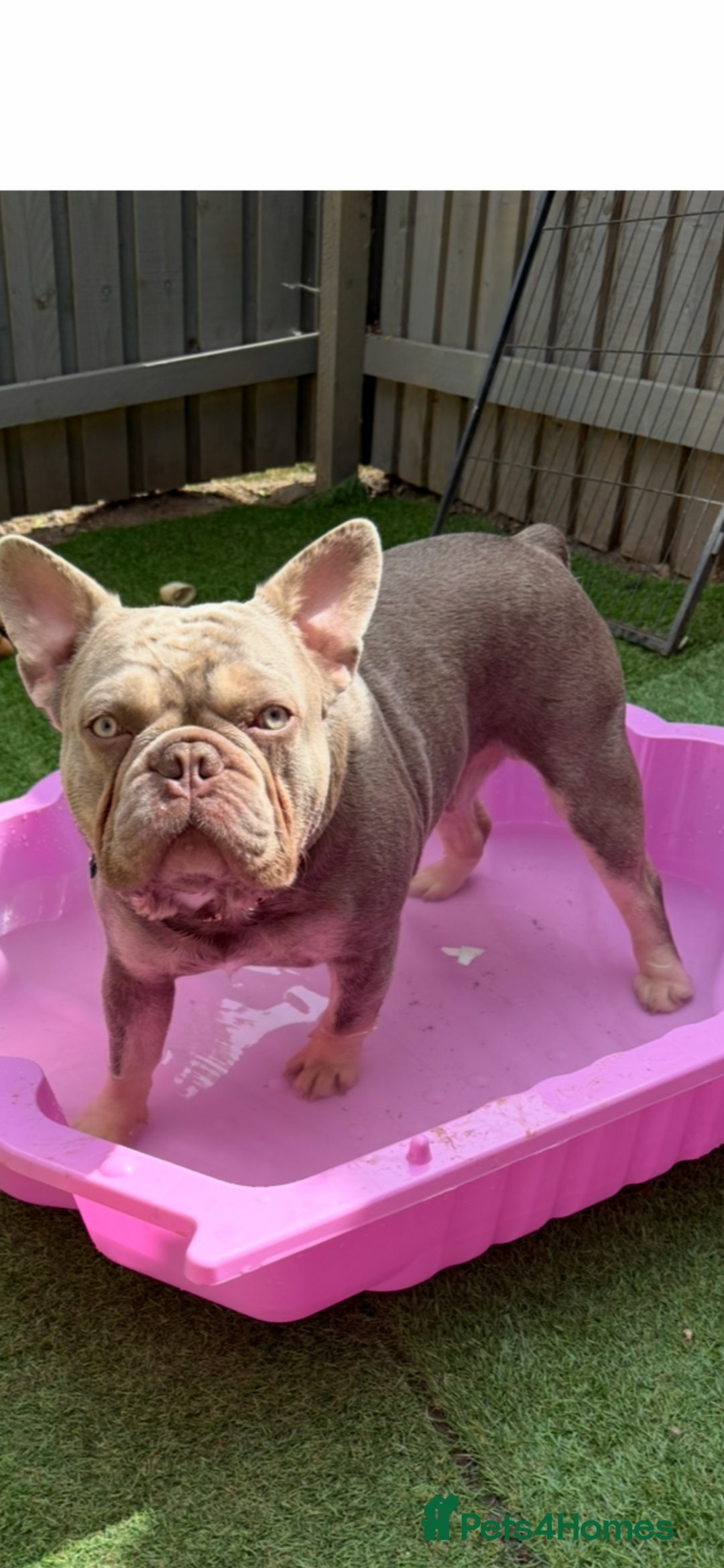 French Bulldog dogs for stud: Stunning Isabella & Tan boy fluffy L4 for Stud in Dundee - Image 1