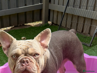 French Bulldog dogs in Dundee - Advert 38