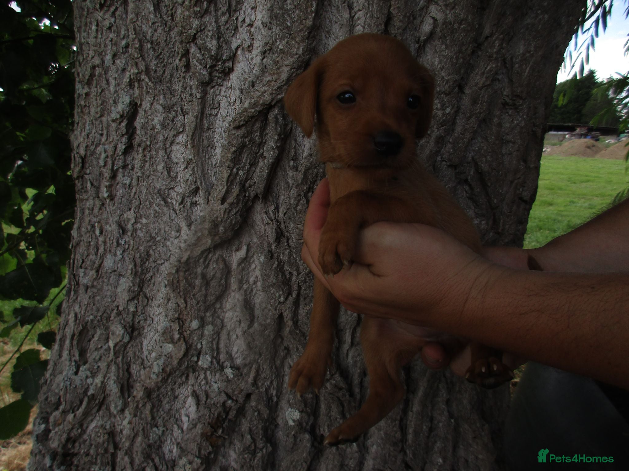 Labrador Retriever dogs Foxred labrador puppies - Advert 17