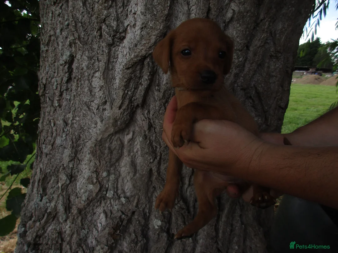 Labrador Retriever dogs for sale: Foxred labrador puppies - Advert 1