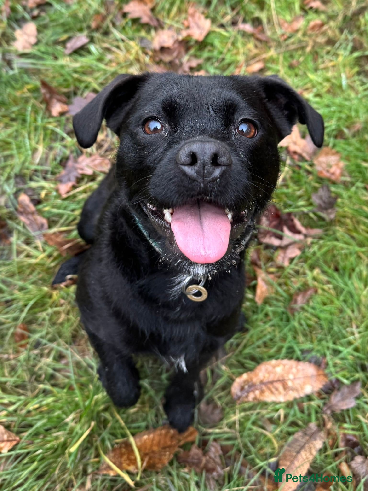 Mixed Breed dogs 4 year old well trained Patterdale x border  - Advert 1