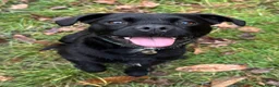 Mixed Breed dogs for sale: 4 year old well trained Patterdale x border  in Sheffield - Advert 1