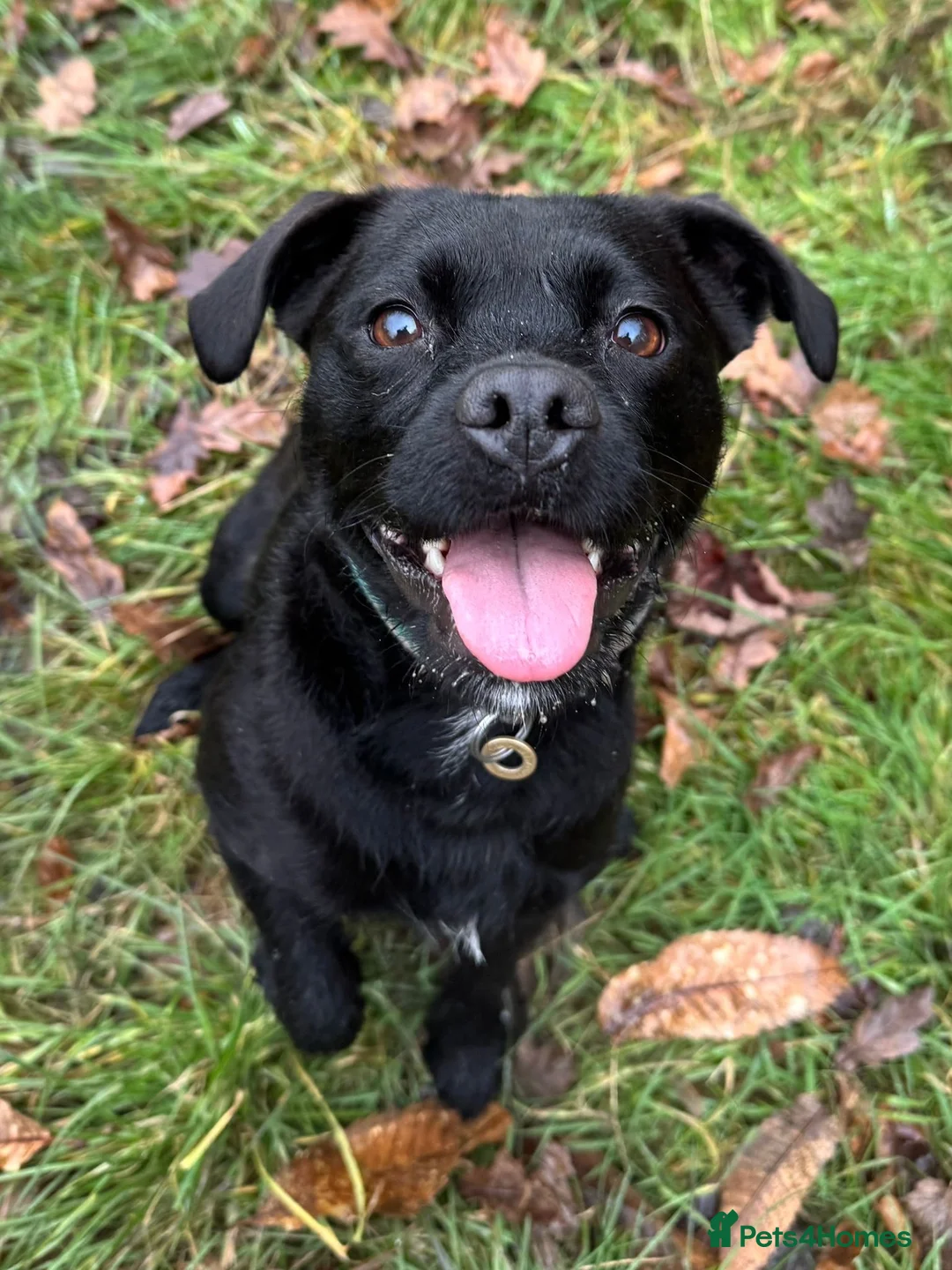 Mixed Breed dogs for sale: 4 year old well trained Patterdale x border  in Sheffield - Advert 1