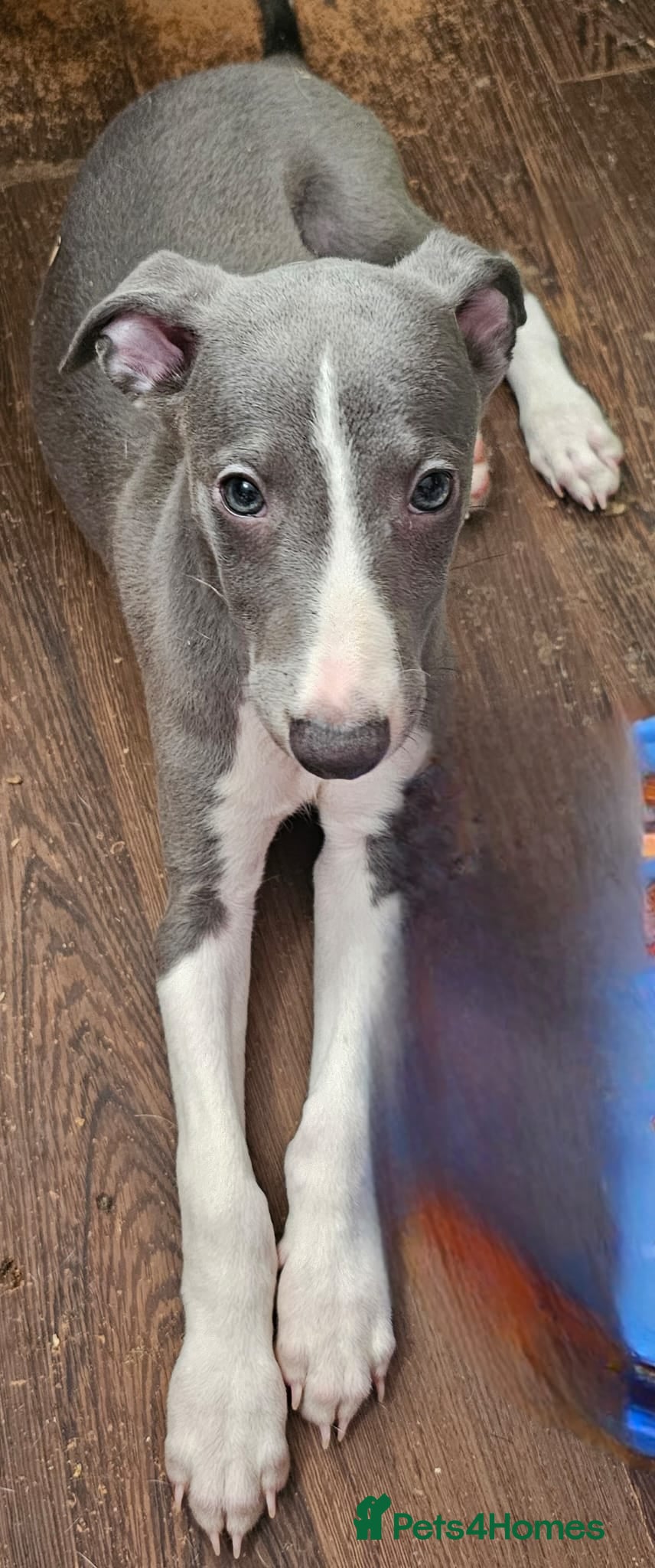 Whippet dogs READY NOW kc reg blue whippet puppies - Advert 15