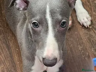 Whippet dogs READY NOW kc reg blue whippet puppies - Advert 15