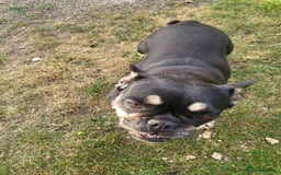 Rottweiler dogs for sale: Rottweiler  and frenchie for sale - Image 2