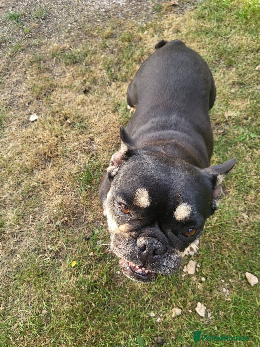 Rottweiler dogs for sale: Rottweiler  and frenchie for sale - Image 2