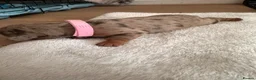 Miniature Dachshund dogs for sale: Miniature dachshund puppies 3 girls and one boy  in Bedford - Advert 11
