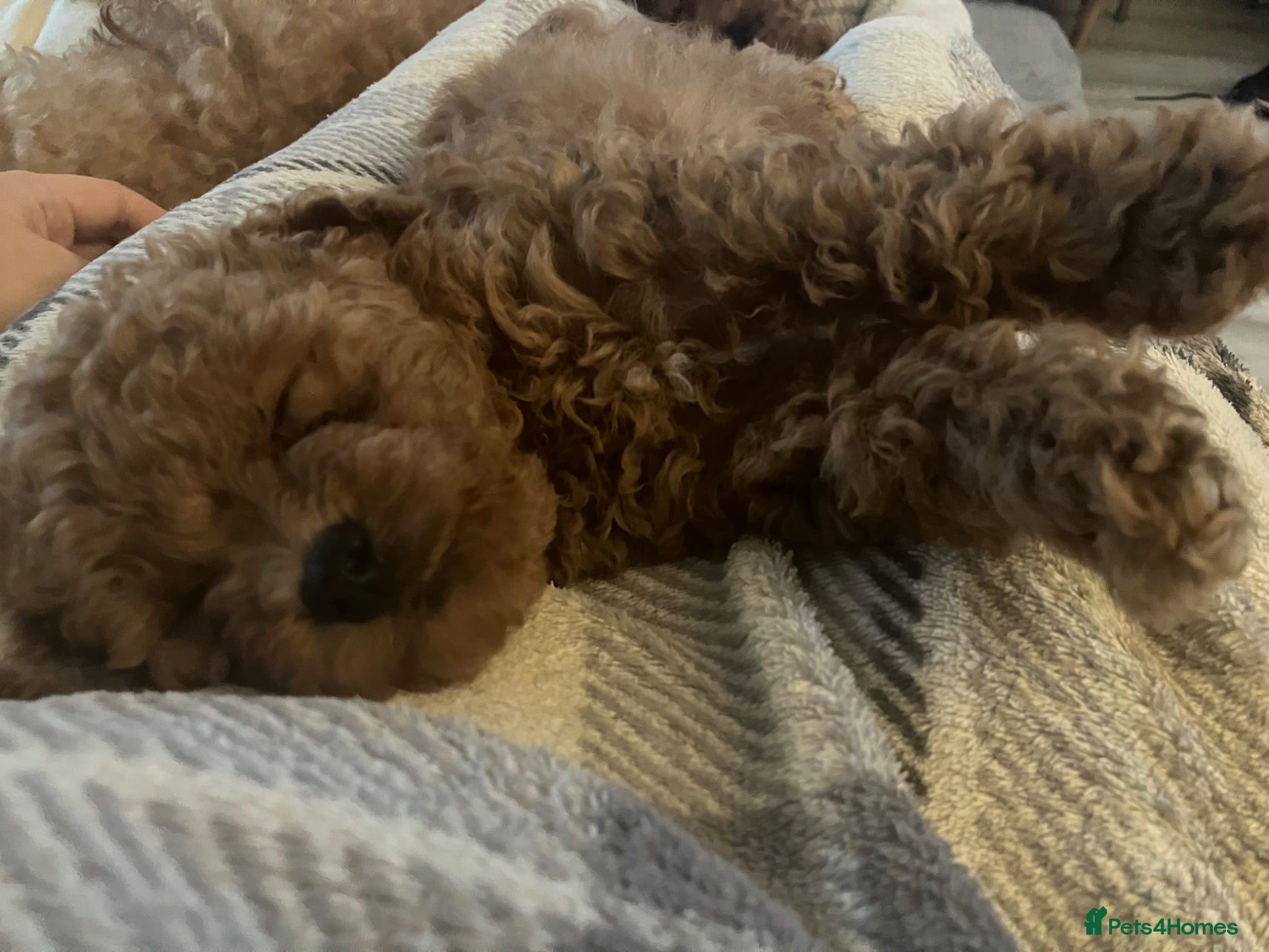 Poochon dogs for sale: Poochon puppies - ready start of school holidays  - Advert 12