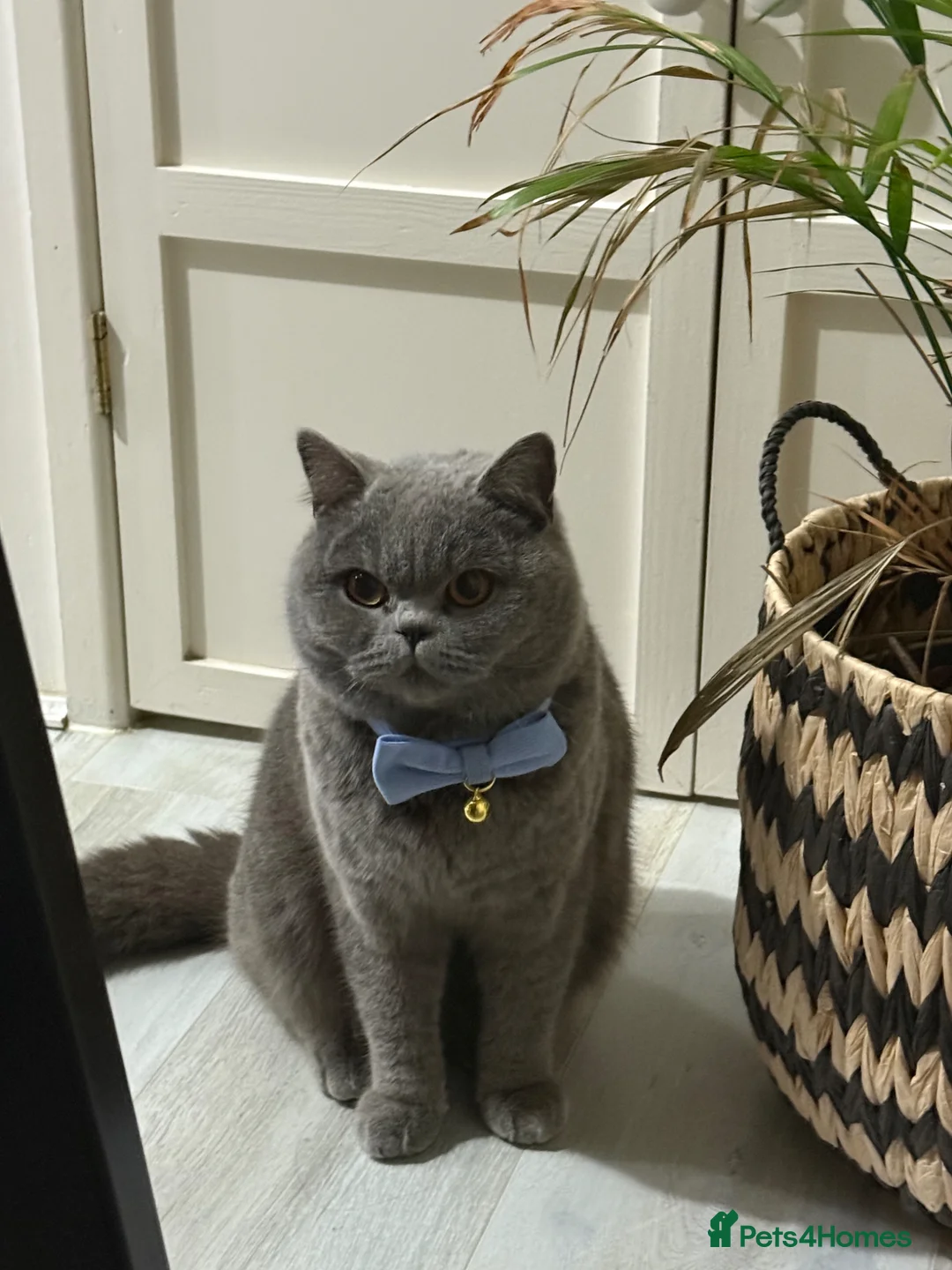 British Shorthair cats for sale: British shorthair blue male  - Advert 2