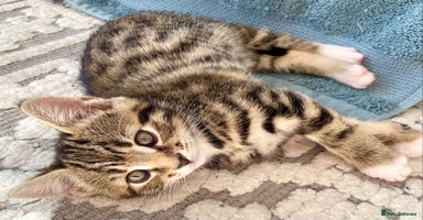 Mixed Breed cats - Advert 13