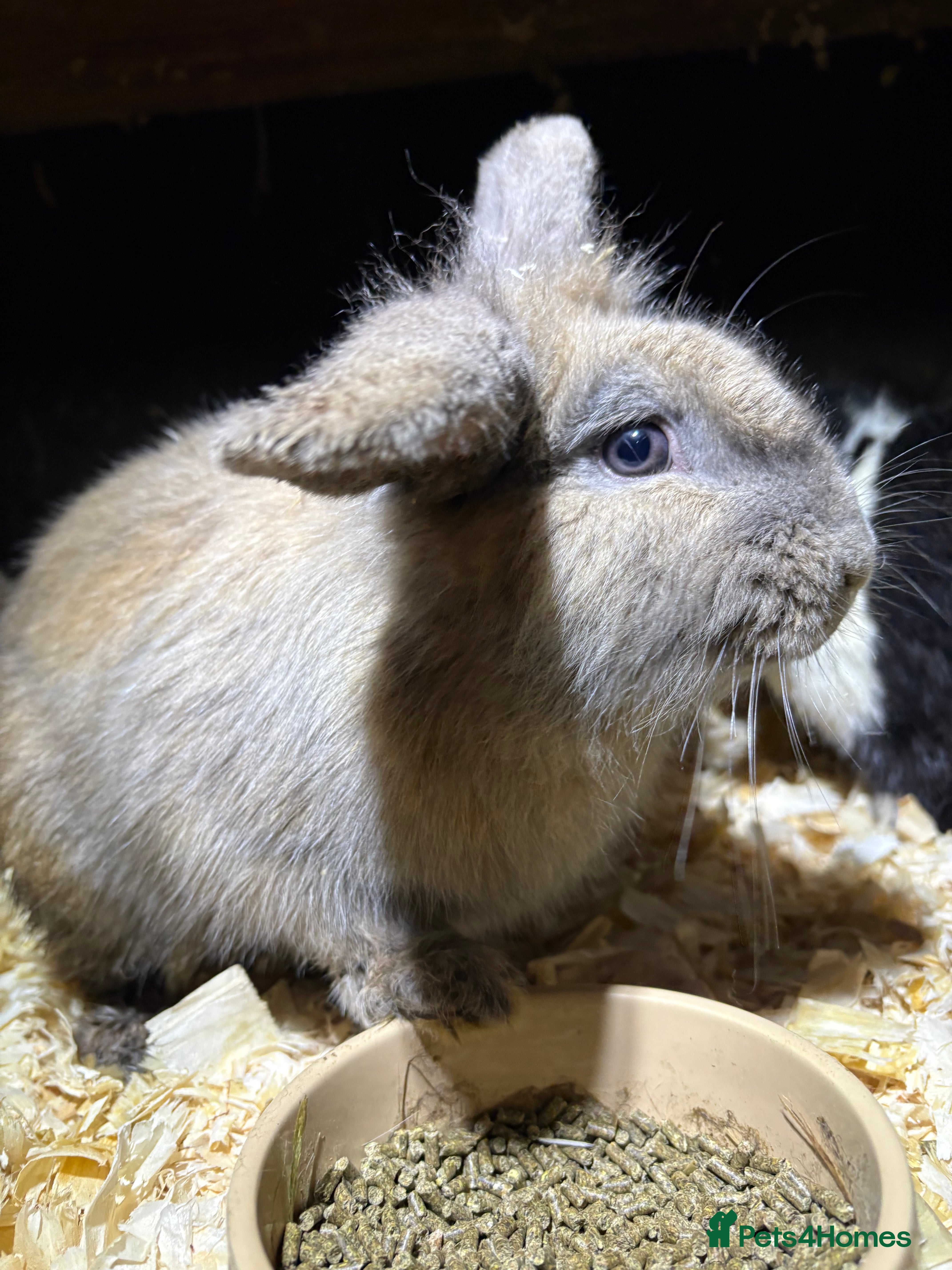 Mini Lop rabbits Mini lop male rabbits  - Advert 5