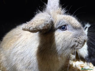 Mini Lop rabbits Mini lop male rabbits - Advert 1