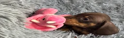 Miniature Dachshund dogs for sale: KC reg, PRA Clear Beautiful Natured Pups - Advert 22