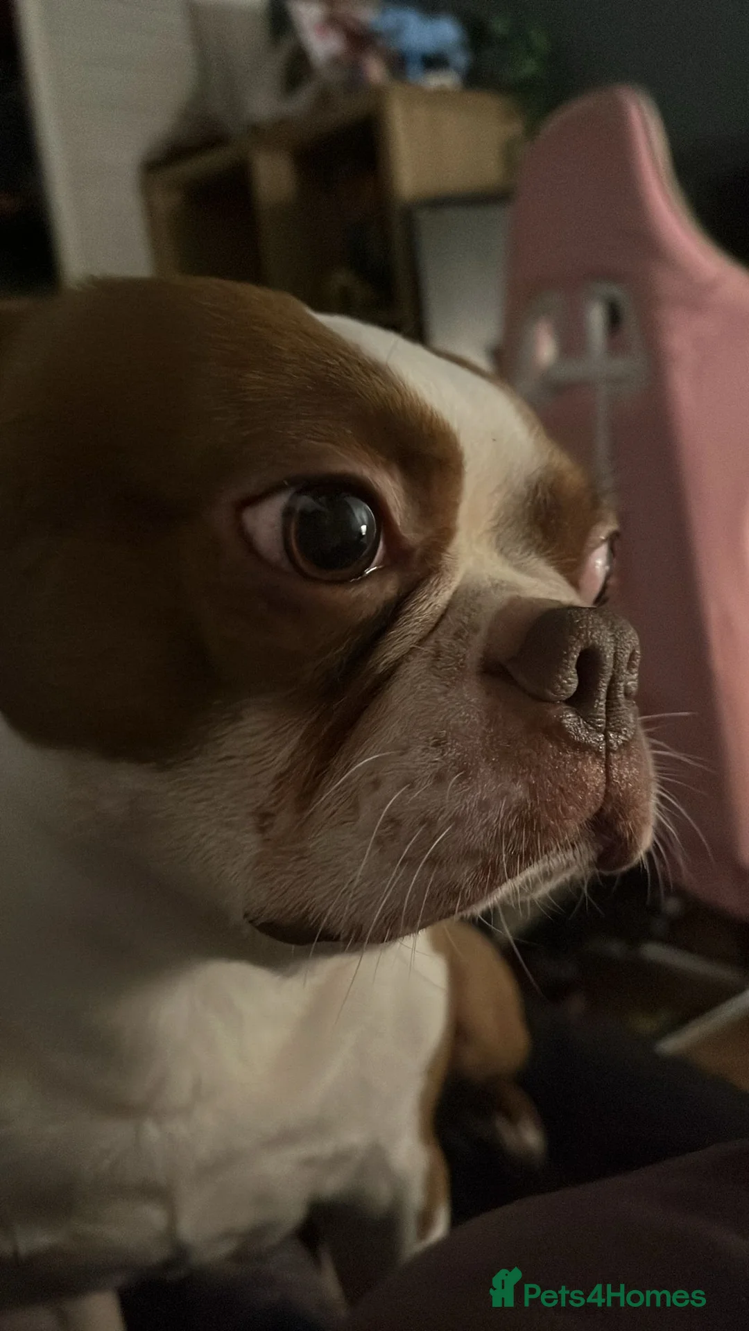 Boston Terrier dogs for sale: For Sale Boston Terrier 6yrs old  in Sheffield - Advert 5