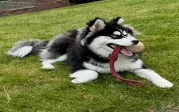 Mixed Breed dogs for sale: Beautiful Skye - Image 3