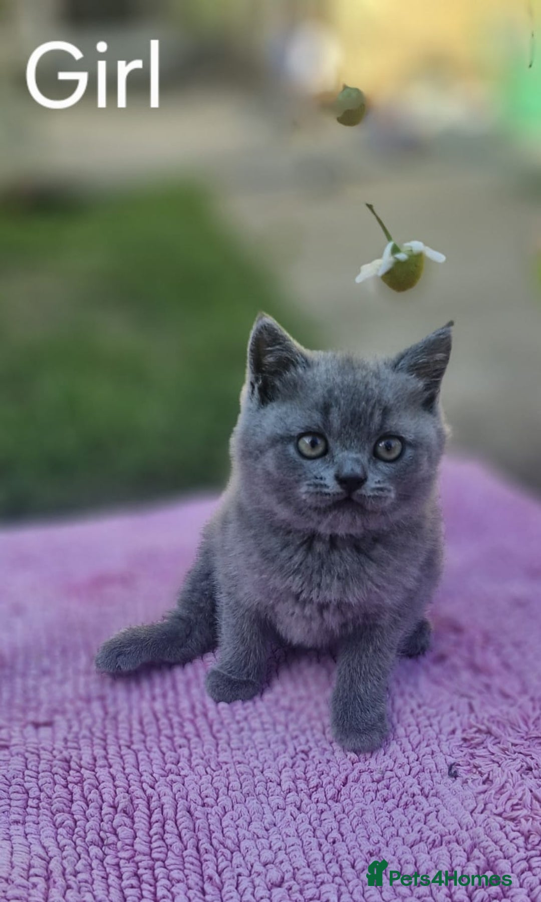 British Shorthair cats for sale: 5 British Shorthair kittens for sale - Image 2