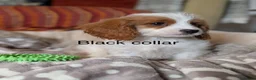 Cavapoo dogs for sale: Adorable F1 Cavapoo, health tested puppies  in Worcester - Advert 5