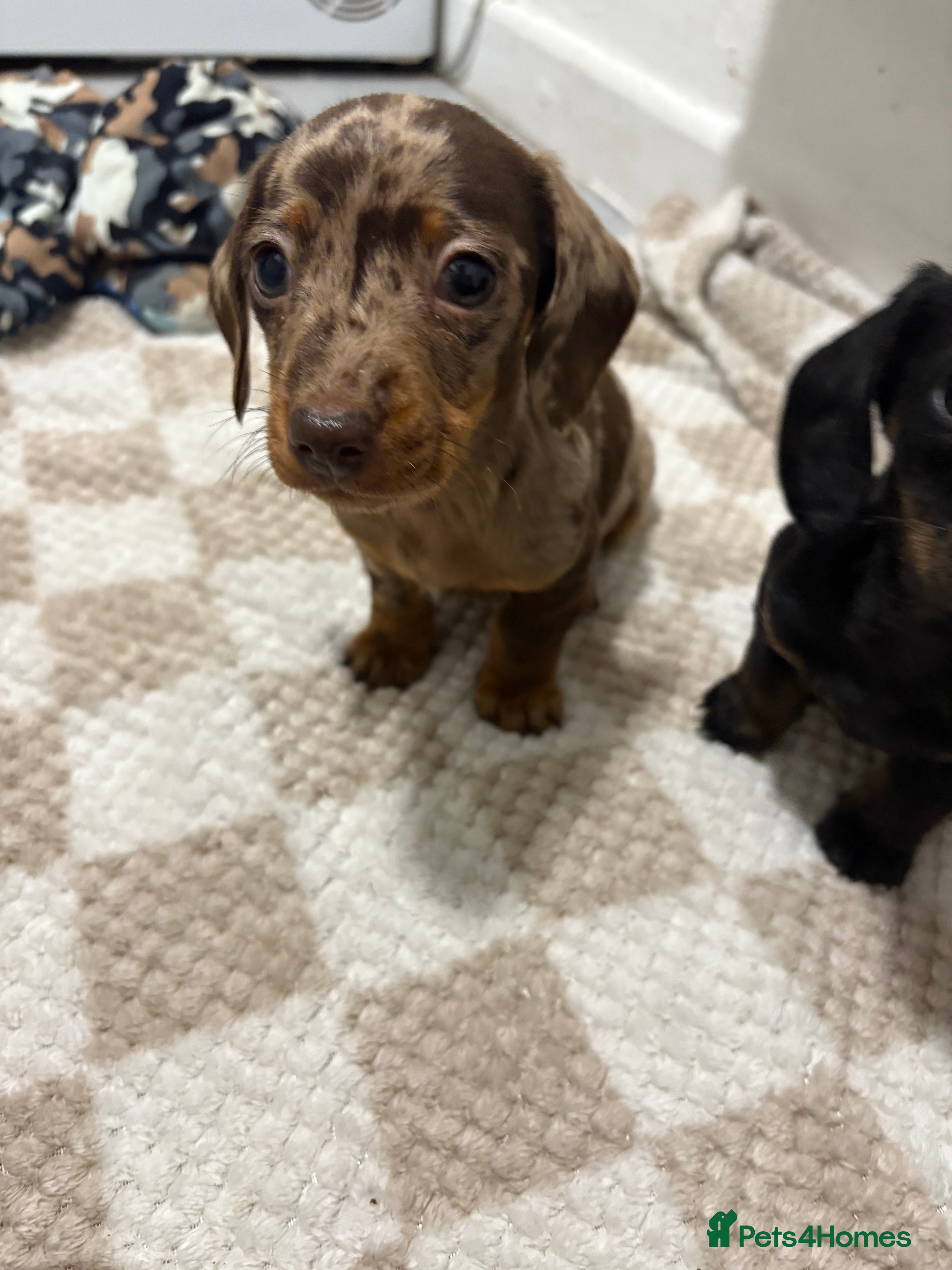 Miniature Dachshund dogs 3 Miniature dachshunds ⭐️1 GIRL, 2 BOYS⭐️ - Advert 2