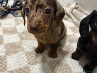 Miniature Dachshund dogs 3 Miniature dachshunds ⭐️1 GIRL, 2 BOYS⭐️ - Advert 4