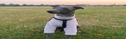 Italian Greyhound dogs for sale: Loving Home Needed for The Best Italian Greyhound  - Advert 10
