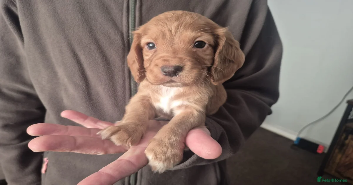 Cocker spaniels Puppies for sale | Pets4Homes