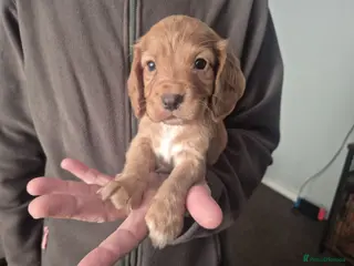 Cocker Spaniel dogs 5 gorgeous cocker spaniel pups - Advert 1