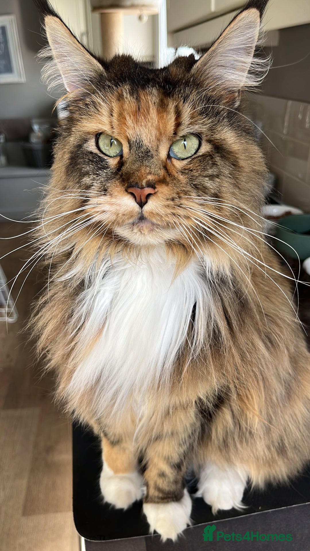 Maine Coon cats for sale: Beautiful friendly Maine Coon cross Kittens  - Advert 35