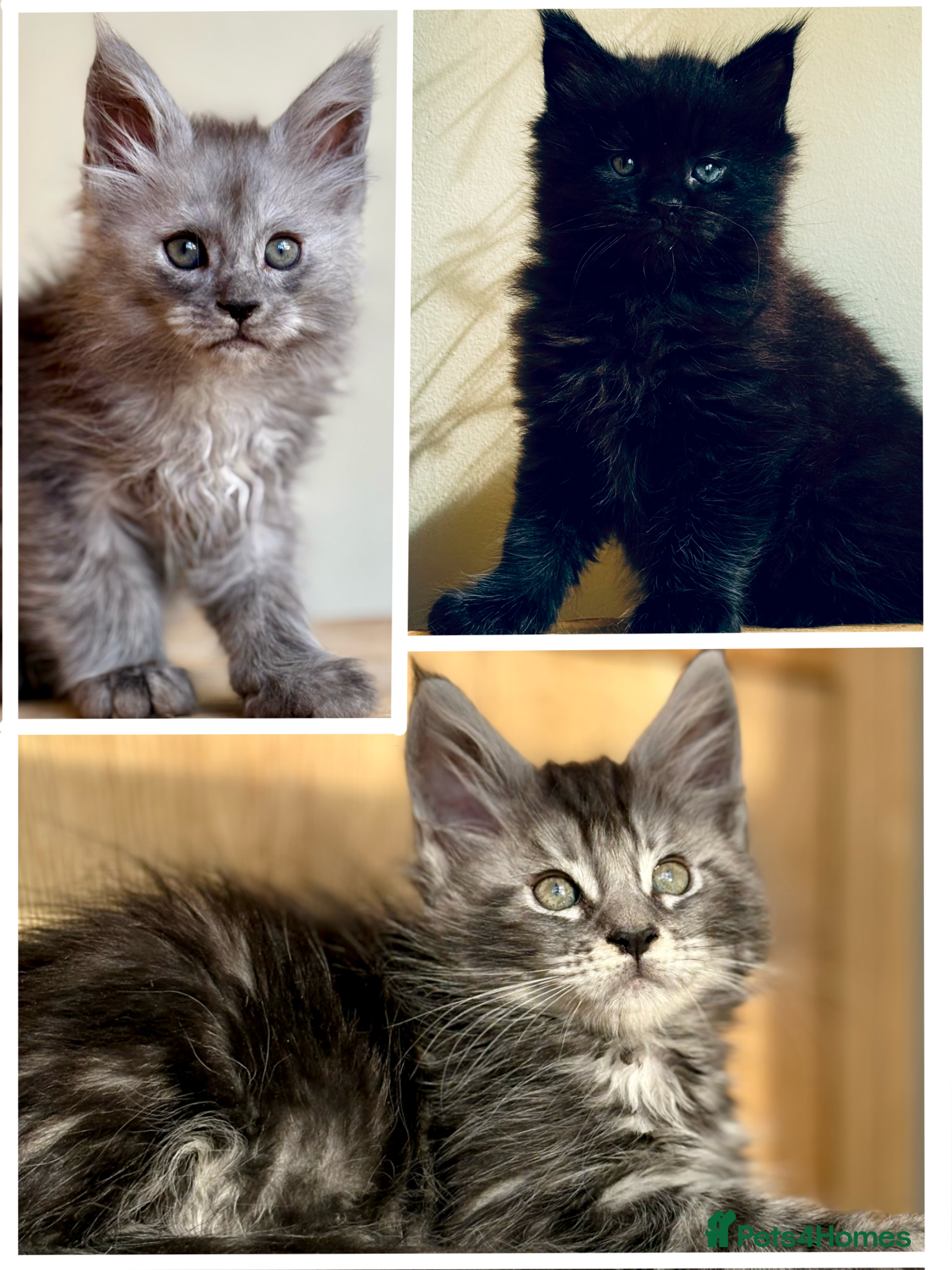 Maine Coon cats Maine Coon kittens - Advert 11