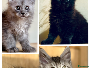 Maine Coon cats Maine Coon kittens - Advert 11