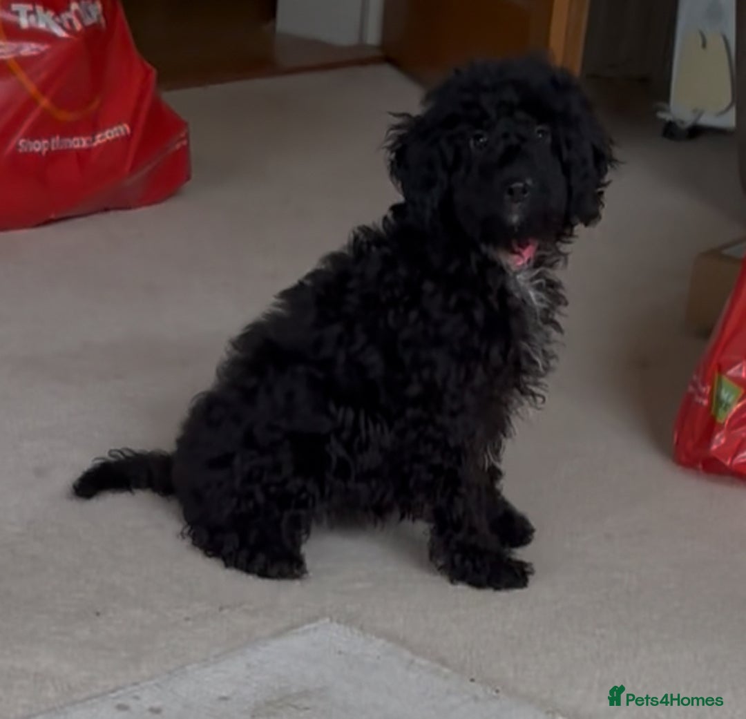 Miniature Poodle dogs for sale: Poodle x last girl fully vaccinated  - Advert 3